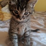 Pet lover who Foster's animals for a rescue organization and have a very flexible schedule as I am a retired school teacher.