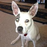 Available: Wonderful Pet Carer in Roseville, California