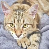 Amazing MaineCoon Needs Daily Love! (Dec. 22-28)