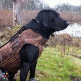 Dog Boarding and hunting dog training