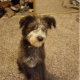 Pet sitter for 6 days
