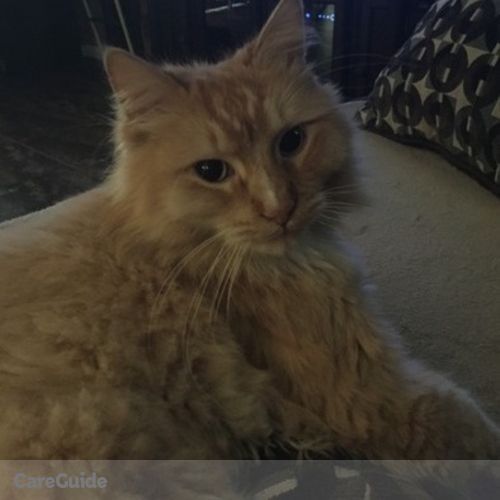 Pet Care Provider Renee F's Profile Picture