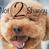 Dog Walking & Cat Sitting Service Hilton Head/Bluffton, South Carolina Not 2 Shaggy Dog Walking, Cat Sitting & Cat Litter Box