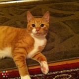 Need To Take Care Of Two 6 Months Old Cats For 5 Days At Your Home.