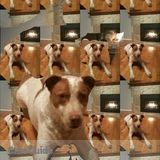 Private dog walker and pet sitter required North Vancouver