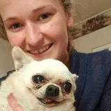 Offering Dog Walking, Dog Visits, Overnight and Pet Sitting