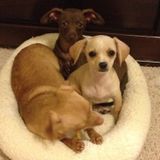 Looking for loving pet sitter