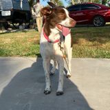 Interviewing For Rockport Animal Lover, Texas Jobs