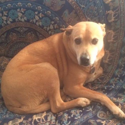 Pet Care Job Ron Buckmire's Profile Picture