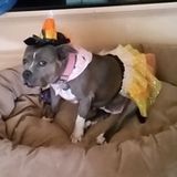 Loving Petsitter
