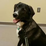 I am an animal lover and want my dog to have some playmates!