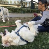 Loving Pet Sitting Available Now!