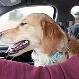 Available: Polite Pet Sitting Professional in Radford