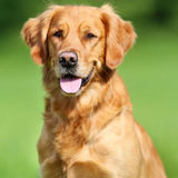 Passionate Dog Sitting and Walking Professional in Red Deer