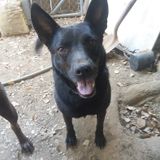 Animal lover pet sitter