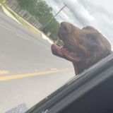 Pet Grooming Offered in College station