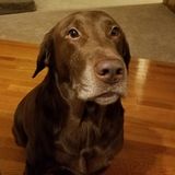 Looking for dog sitter