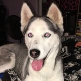 Reliable Pet Care Provider in Walnut Creek