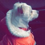 Hi my name is Estefani Sherman. Im available for pet sitting or dog walking. Pittsburg, California Pet Service Provider