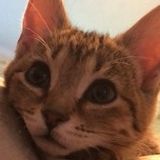 Very Caring and Loving Pet Carer Available Immediately.