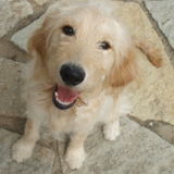 Excellent Pet Care Provider