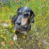 Keeping your Pet's safe and comfortable