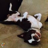 Reliable,loving and caring pet sitting avail.