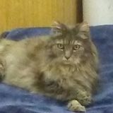 Experienced Pet Sitter (Husband/Wife Team)