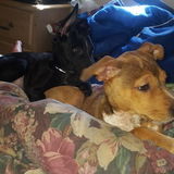 Wonderful Dog Walking Available