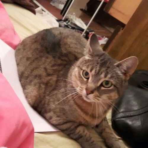 Pet Care Job Reem H's Profile Picture