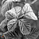 Photographer Looking to Build Profile