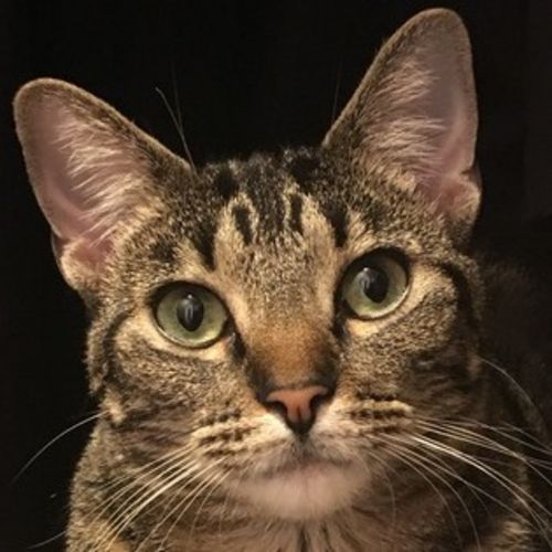 Pet Care Job Melanie S's Profile Picture