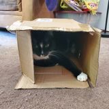 Seeking Hopatcong, New Jersey Pet Sitter