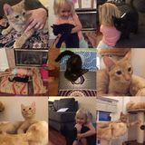 Looking for a responsible and friendly cat lover- we have 3 cats and one fish!
