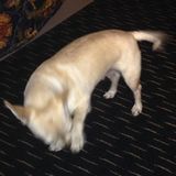 For Hire: Skillful Animal Lover in Ottawa