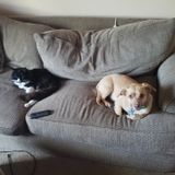 Sparks Petsitter Interested In Job Opportunities in Nevada