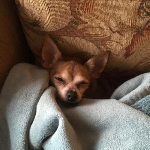 House Sitter Provider Natalie Barry's Profile Picture