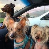 Animal lover and excellent pet care provider