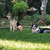 Capable Pet Sitter in New Braunfels
