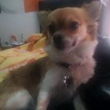 Wonderful House Sitter