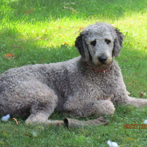 Pet Care Job Diane P's Profile Picture