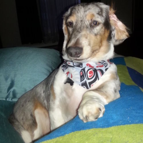 Pet Care Job Pascale D's Profile Picture