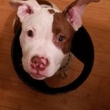 Looking a pet sitter