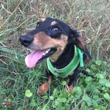 Cute dachshund not ready for school