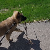 Experienced in pet care/grooming seeking side work