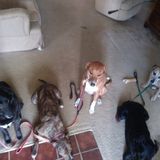 Pet Sitting Offered in Huntsville