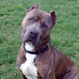 Mid-day dog potty/walker needed for regular visits