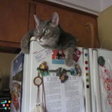Cat Sitter Needed