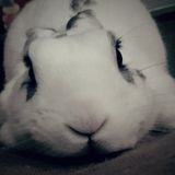 Looking for loving, experience rabbit sitter in Jersey City