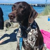 House and Petsitter Seeking Being Hired
